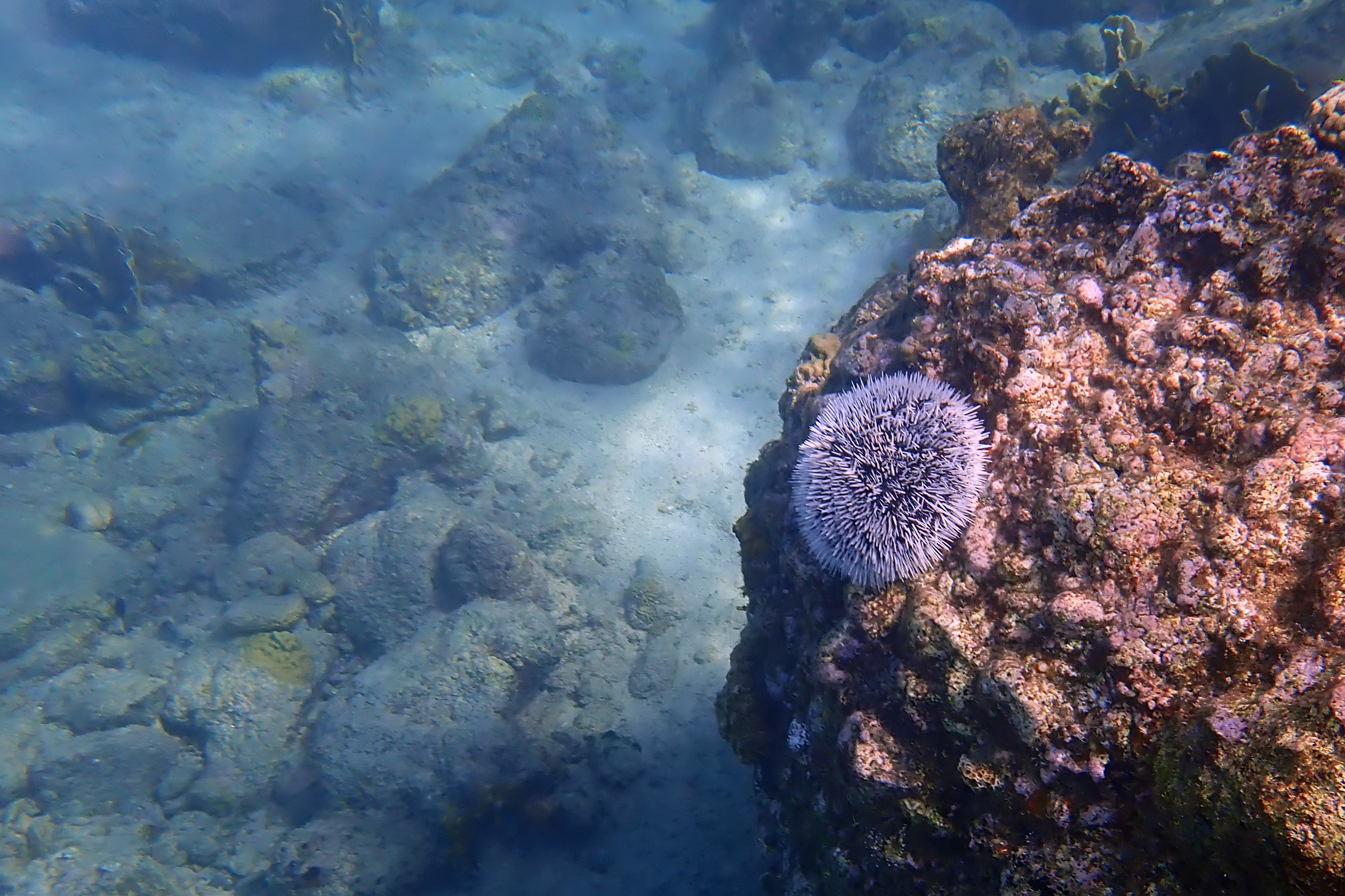 2018-01-28 - 11-05-42 - Tug-Boat (See-Igel)